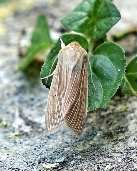 common wainscot